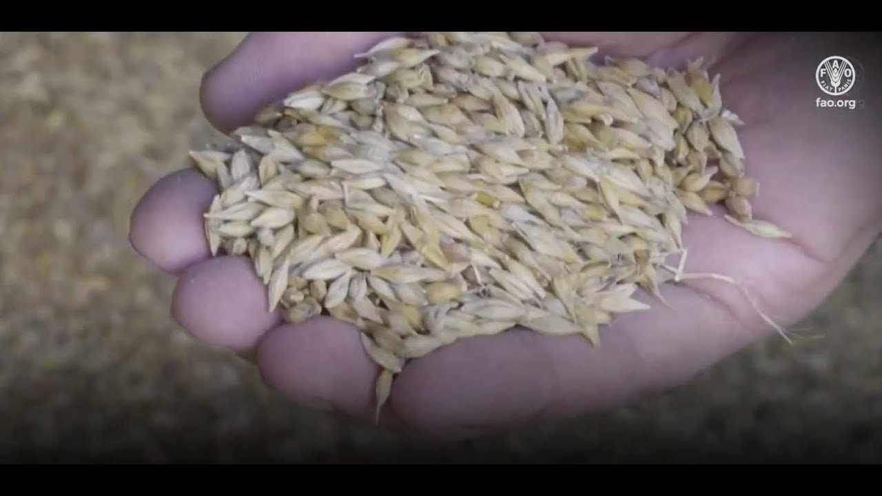 Impact of war in Ukraine on global food security