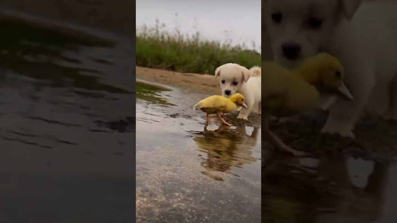 La dolcezza 🥹🥹❤️❤️ #animali #natura #animals #loveislove #videosvirales #animalisti