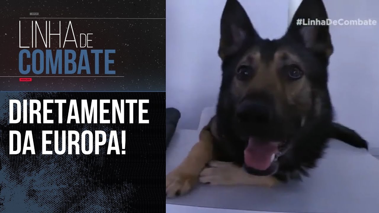 UNIDADE K9 QUE VEIO DA EUROPA | LINHA DE COMBATE