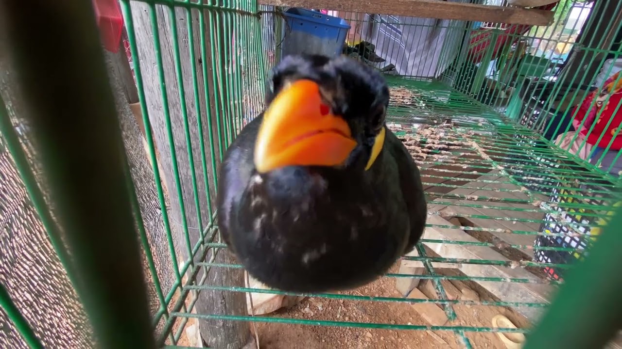 🦜Sarika Keo can speak.🗣️🦜🦜🦜🦜