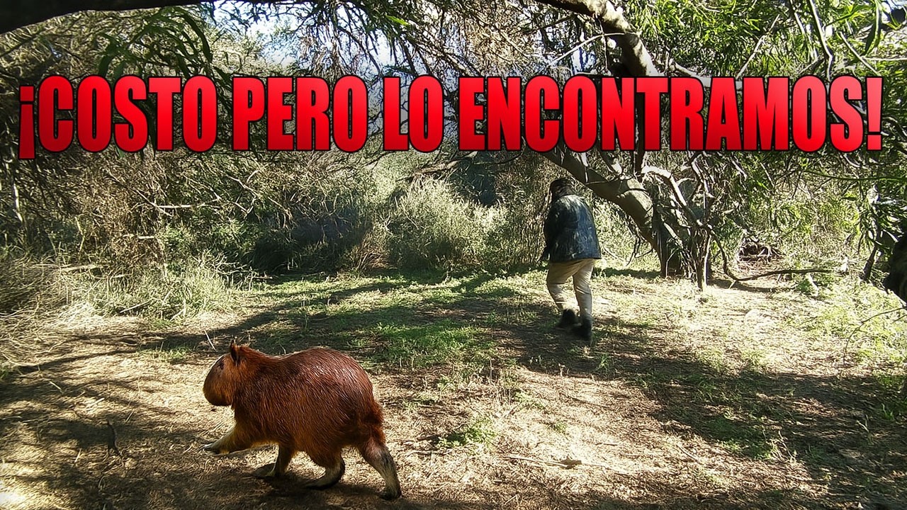 CACERIA EN LA ISLA . BUSCAMOS EL CARPINCHO . CAZA Y COCINA