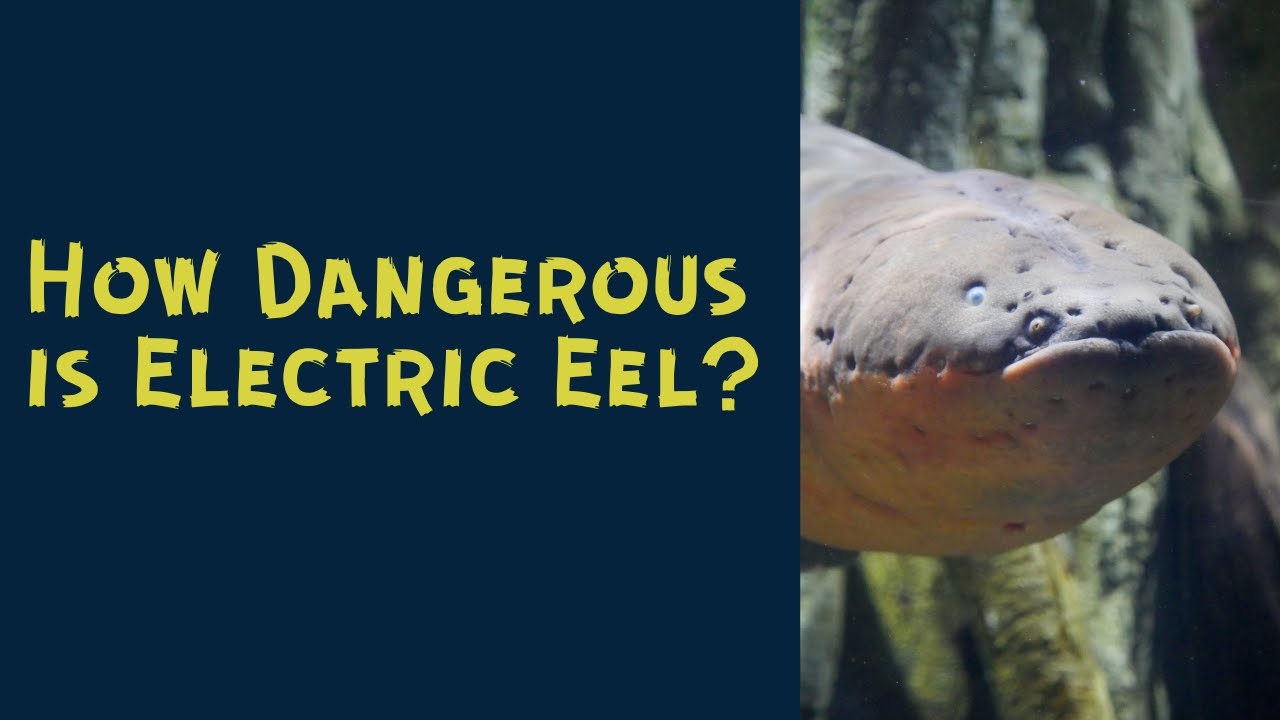 How Dangerous is Electric Eel?