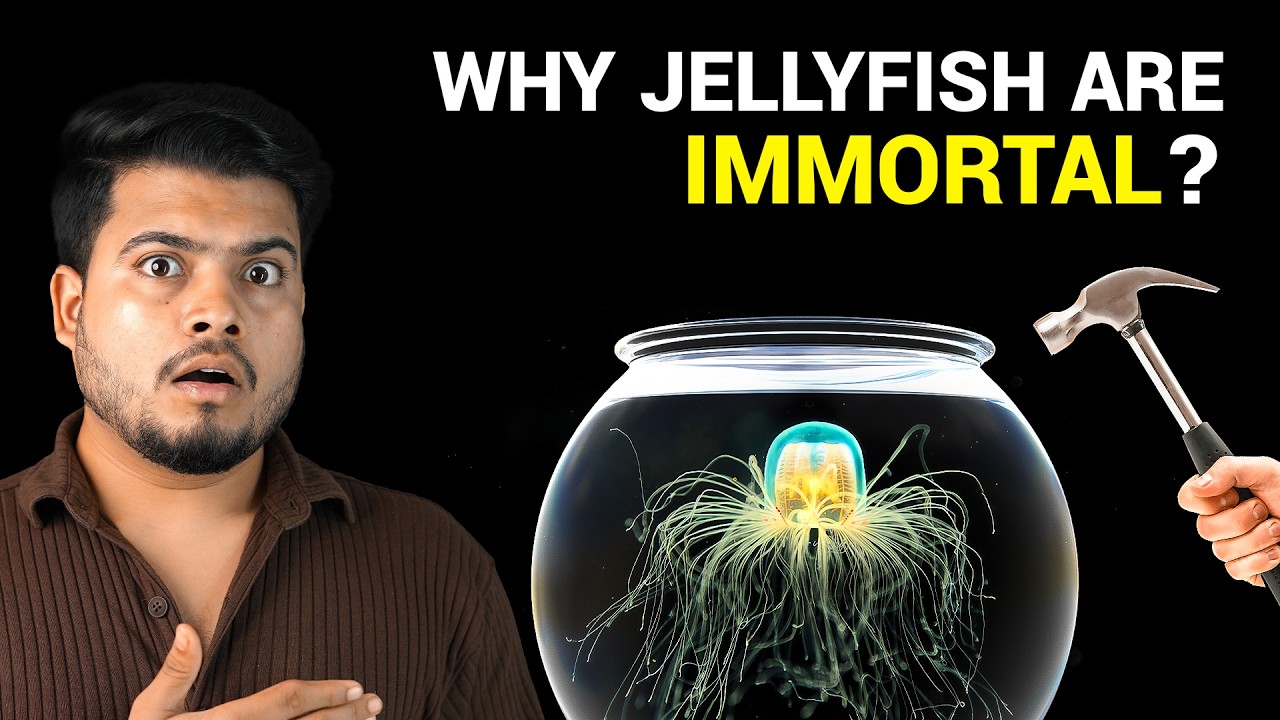Why is this Jellyfish IMMORTAL?
