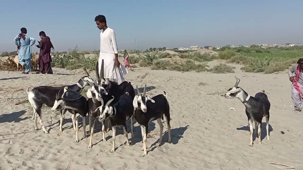 Tapri goat breeds