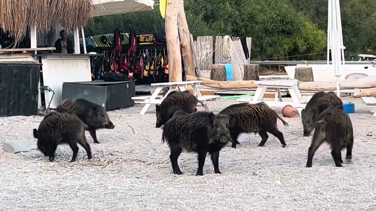 Wild Boar on The Lagoon Beach in Oludeniz
