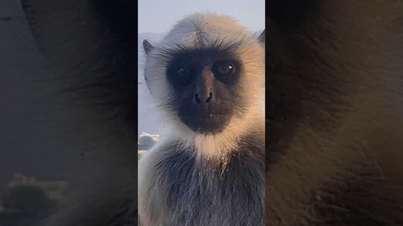 Wild Monkey Encounter in India 
