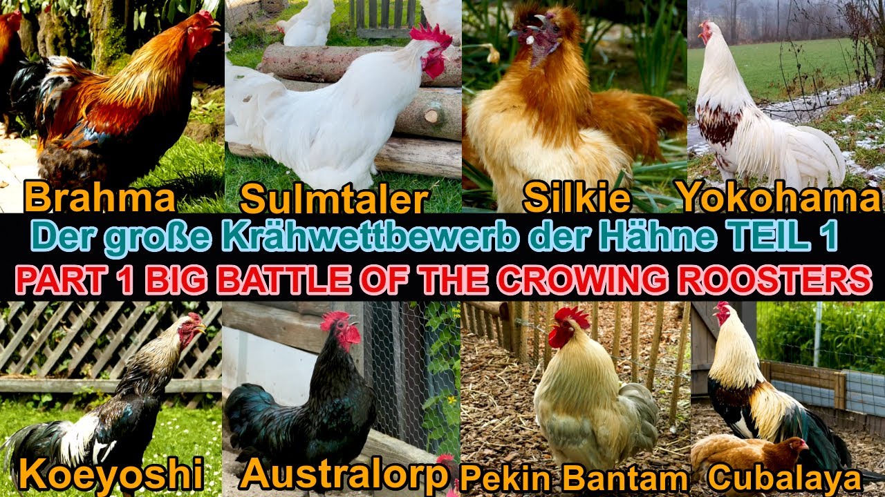 Vom lachenden Ketawa bis zum Koeyoshi-Langkräher: Welcher Hahn kräht am besten? Mein Krähwettbewerb