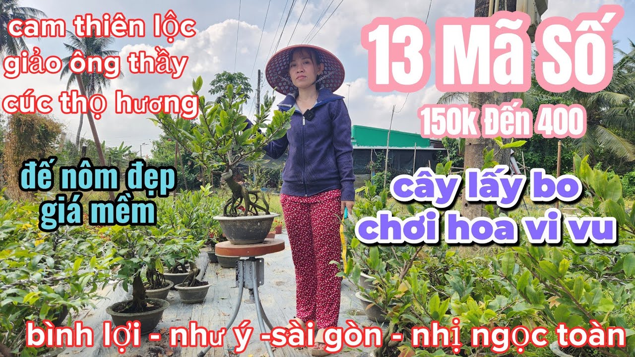 06/03 Mỹ Hanh 0364179199🎄13 Mã Số Đế Đẹp💮Mai giống các loại😍Lấy bo vi vu