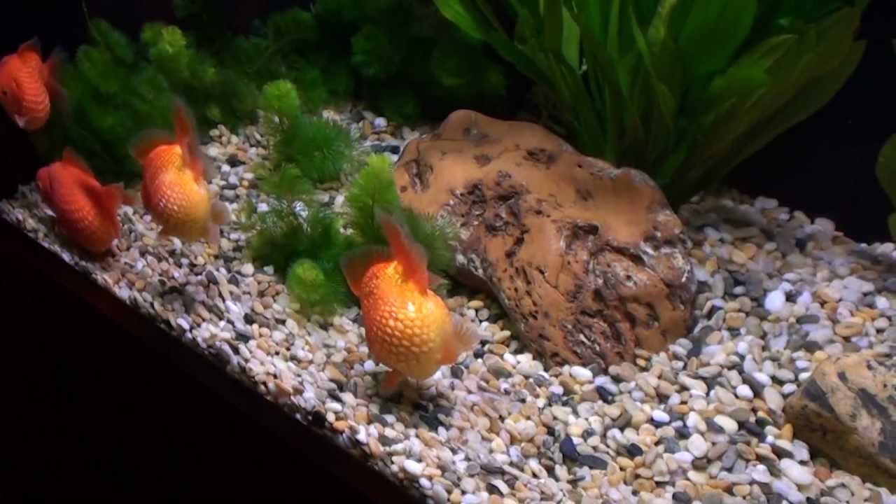 Goldfish Aquarium - Ocean Park, Hong Kong 1080p HD (Golf Ball Pearlscale Goldfish Tank)