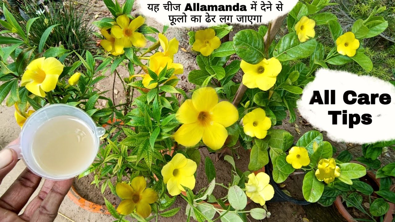 Allamanda Plant Care Tips , Best Fertilizer Allamanda Flower Plants