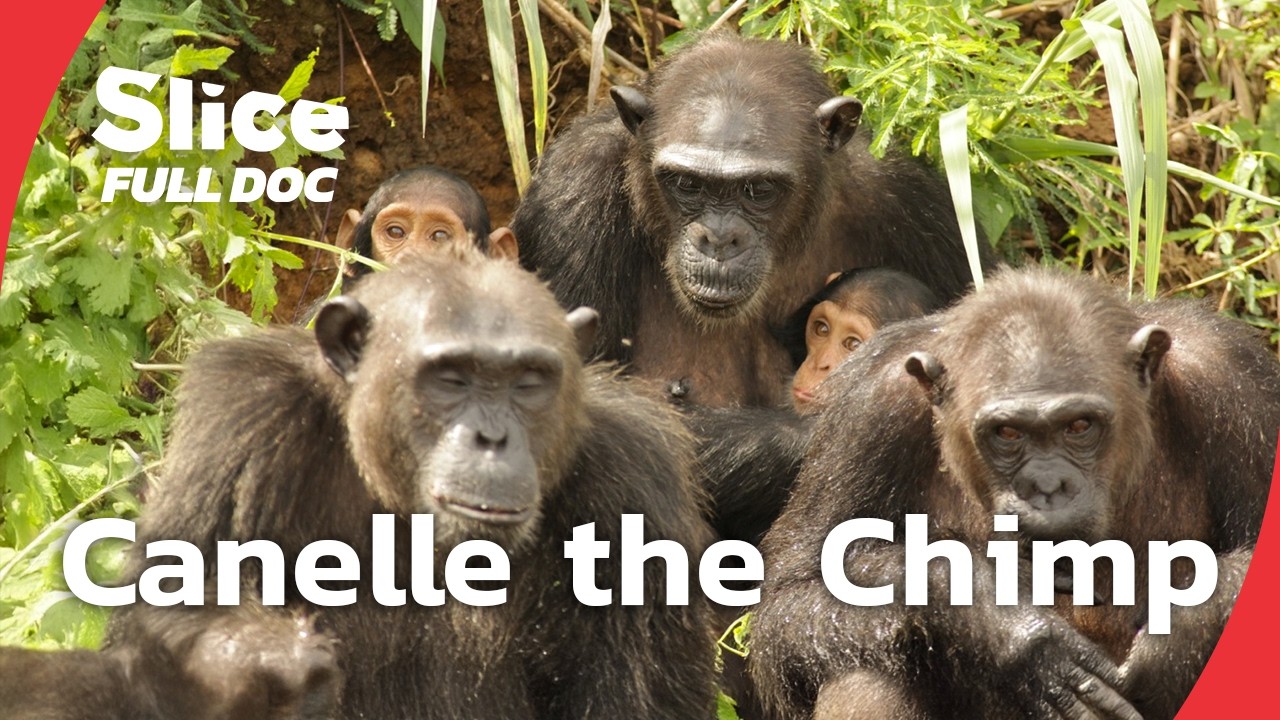 Canelle: An Orphaned Chimpanzee’s Return to the Wild | FULL DOCUMENTARY