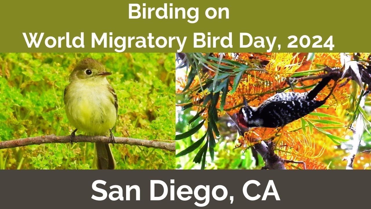 Birding San Diego on World Migratory Bird Day 5/11/2024