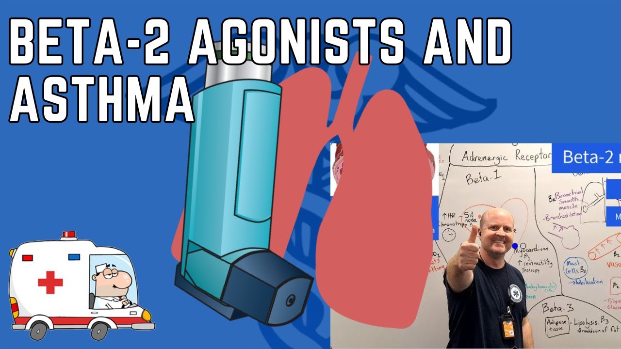 How does Salbutamol work? -Understanding the Role of Beta-2 Agonists in Asthma