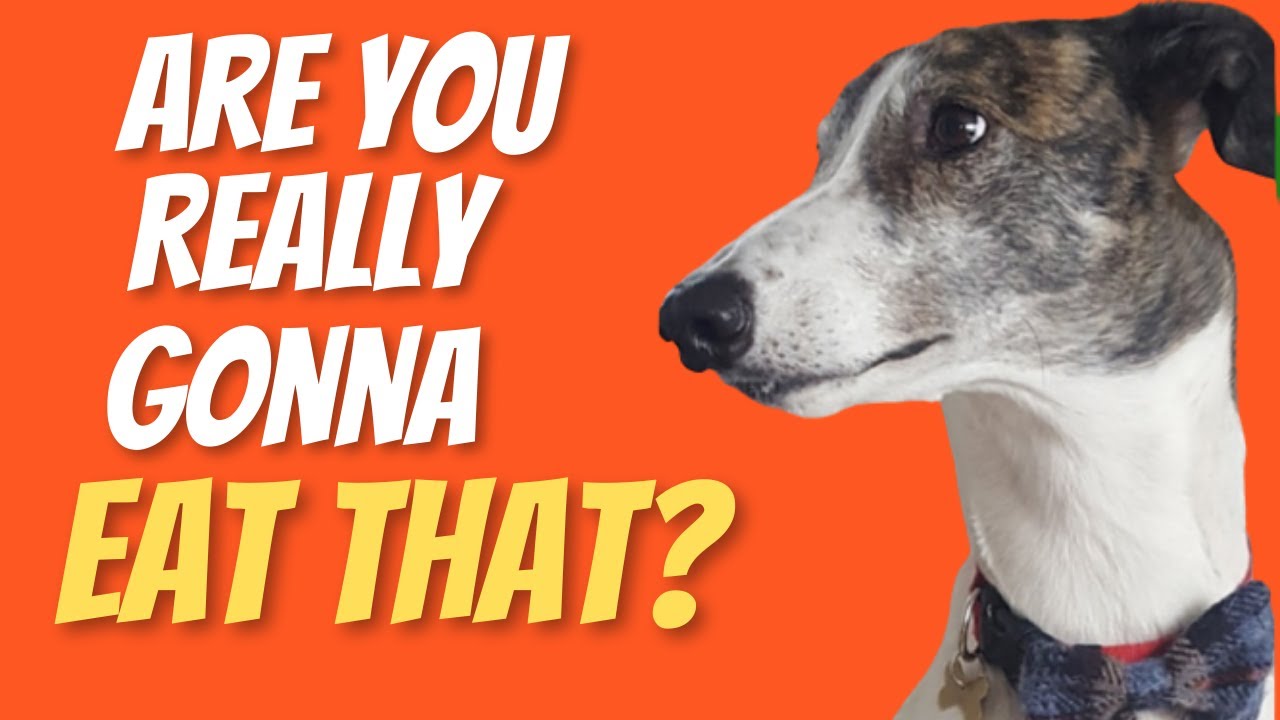 What do Greyhounds eat?