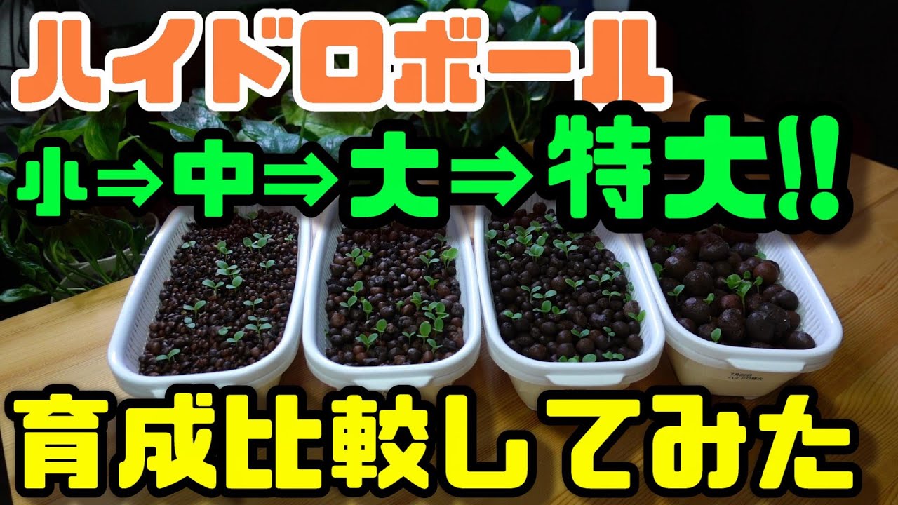 【水耕栽培大学】ハイドロボールサイズ別育成比較してみました！！