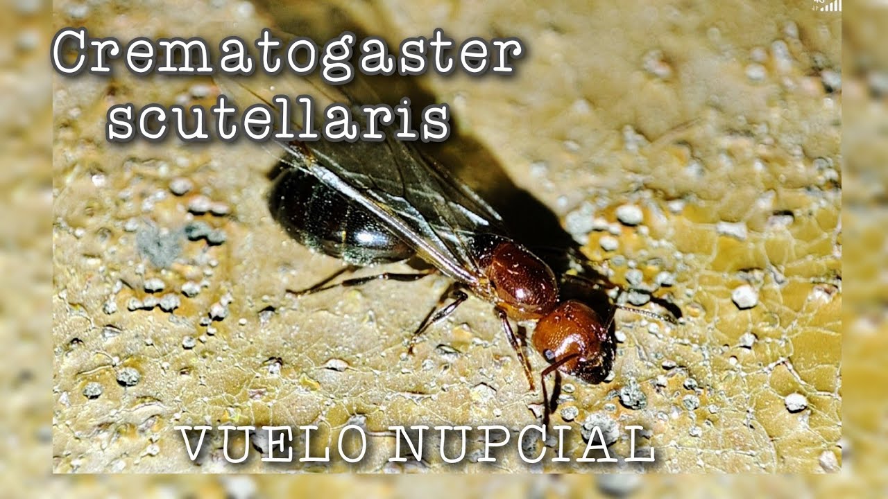 CREMATOGASTER SCUTELLARIS...¡VUELO NUPCIAL!