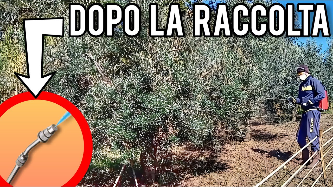 Olivo: per piante sempre in salute fai questo trattamento!