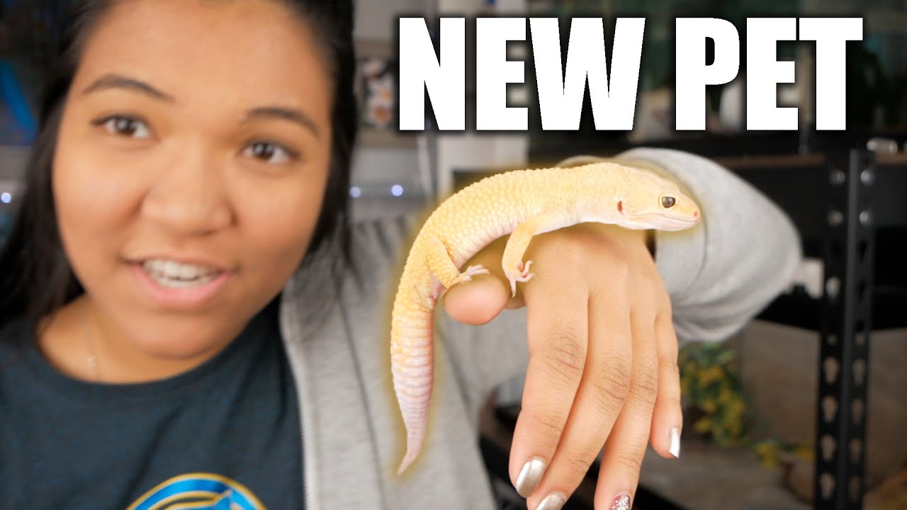 MEET MY NEW PET LEOPARD GECKO (and his 20 gallon tank setup)!