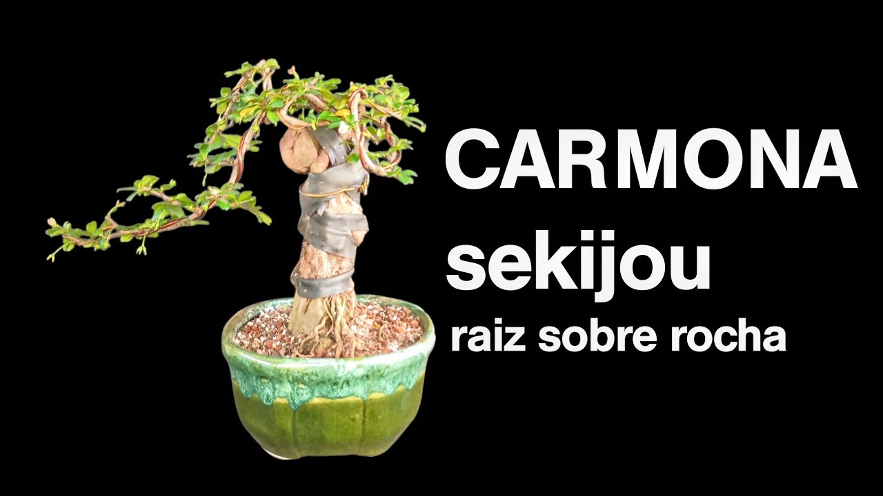 CARMONA raiz sobre rocha, sekijoju