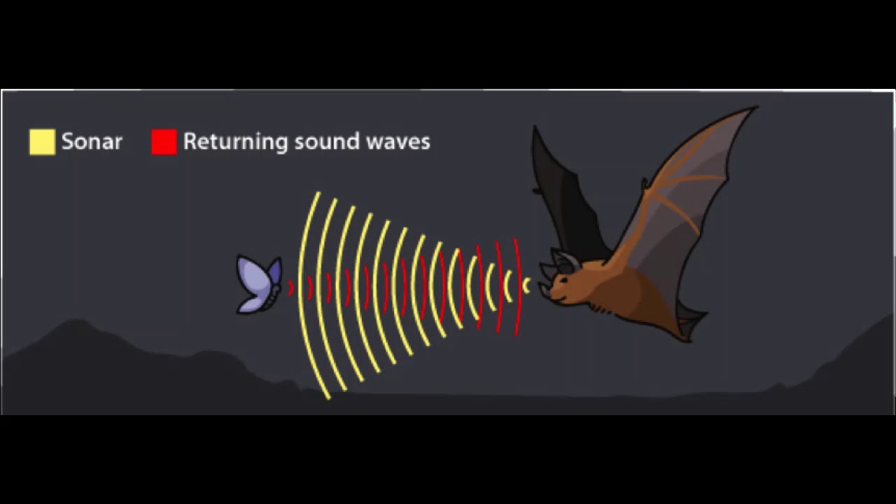 Physics for dummies Echolocation