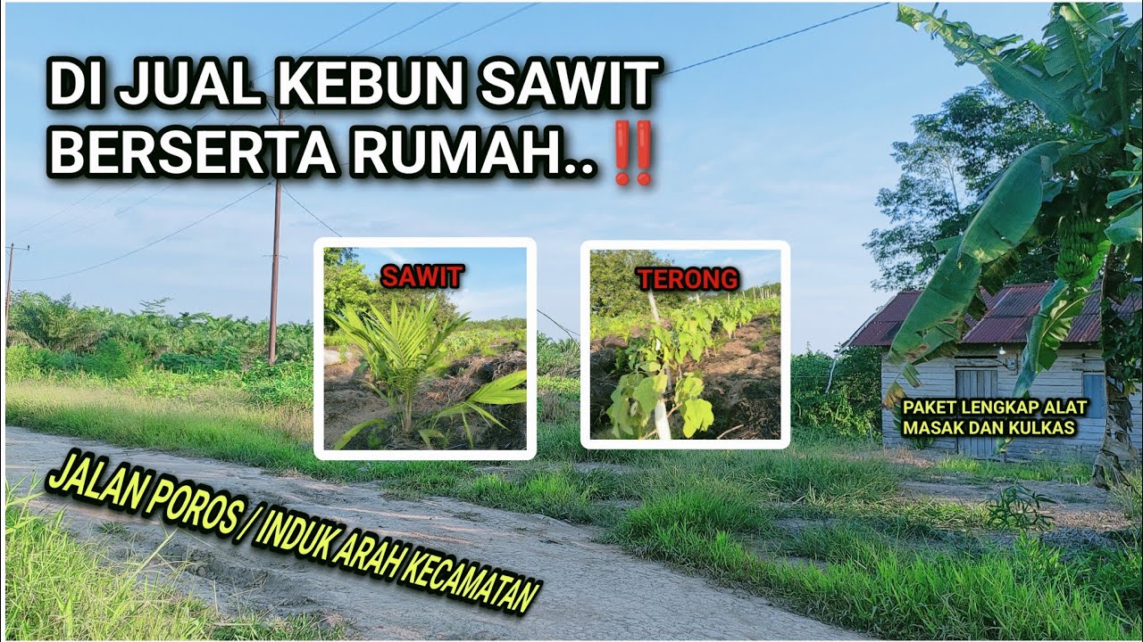 di jual kebun sawit lokasi di pemukiman