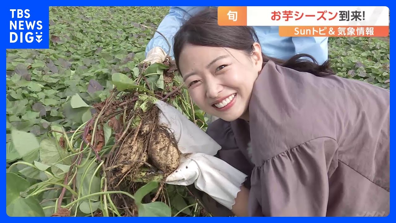 “幻のさつまいも”「いずみ」 収穫量は茨城のさつまいも生産量全体の0.1％【SUNトピ】｜TBS NEWS DIG