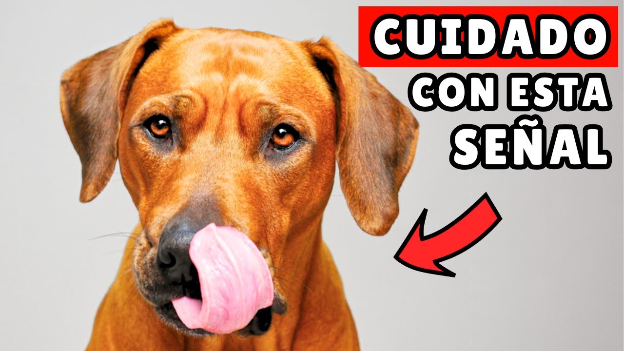 Estos 20 pequeños cambios faciales revelan lo que tu perro REALMENTE te está diciendo