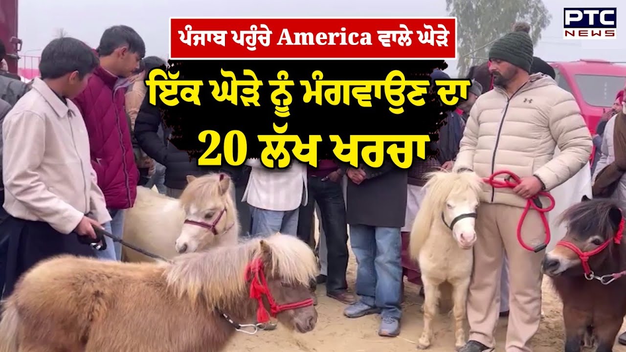 American Miniature Pony : ਕਦੇ ਦੇਖੇ ਅਜਿਹੇ ਘੋੜੇ? ਬੰਦੇ ਨੇ Sukhbir Singh Badal ਤੋਂ ਲਏ ਅਮਰੀਕੀ ਨਸਲ ਦੇ ਘੋੜੇ