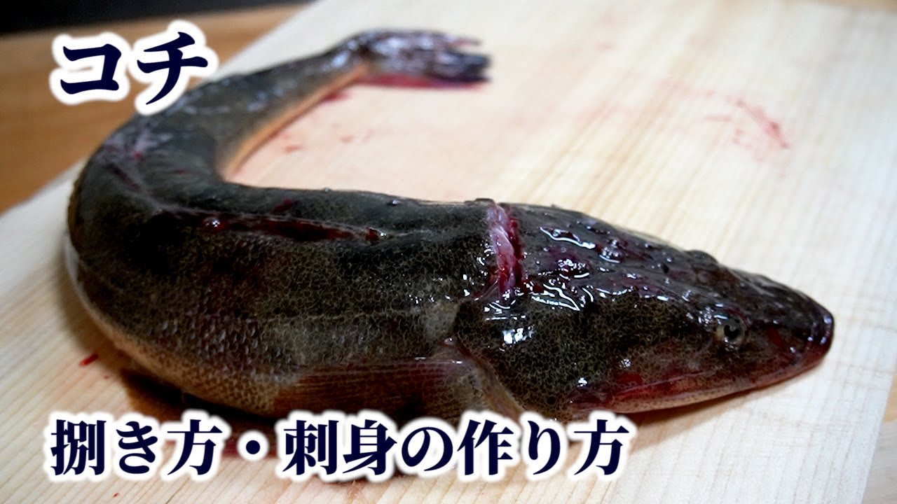 コチの捌き方！刺身（薄造り）の作り方や【活け・活け締め・野締め・浜締め】の違いも解説