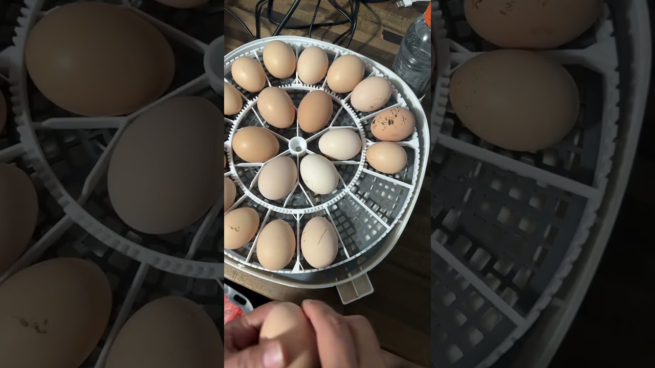 Paso a paso cómo poner a encubar los huevos de gallina #campo #fyp #viral #gallinas #incubadora