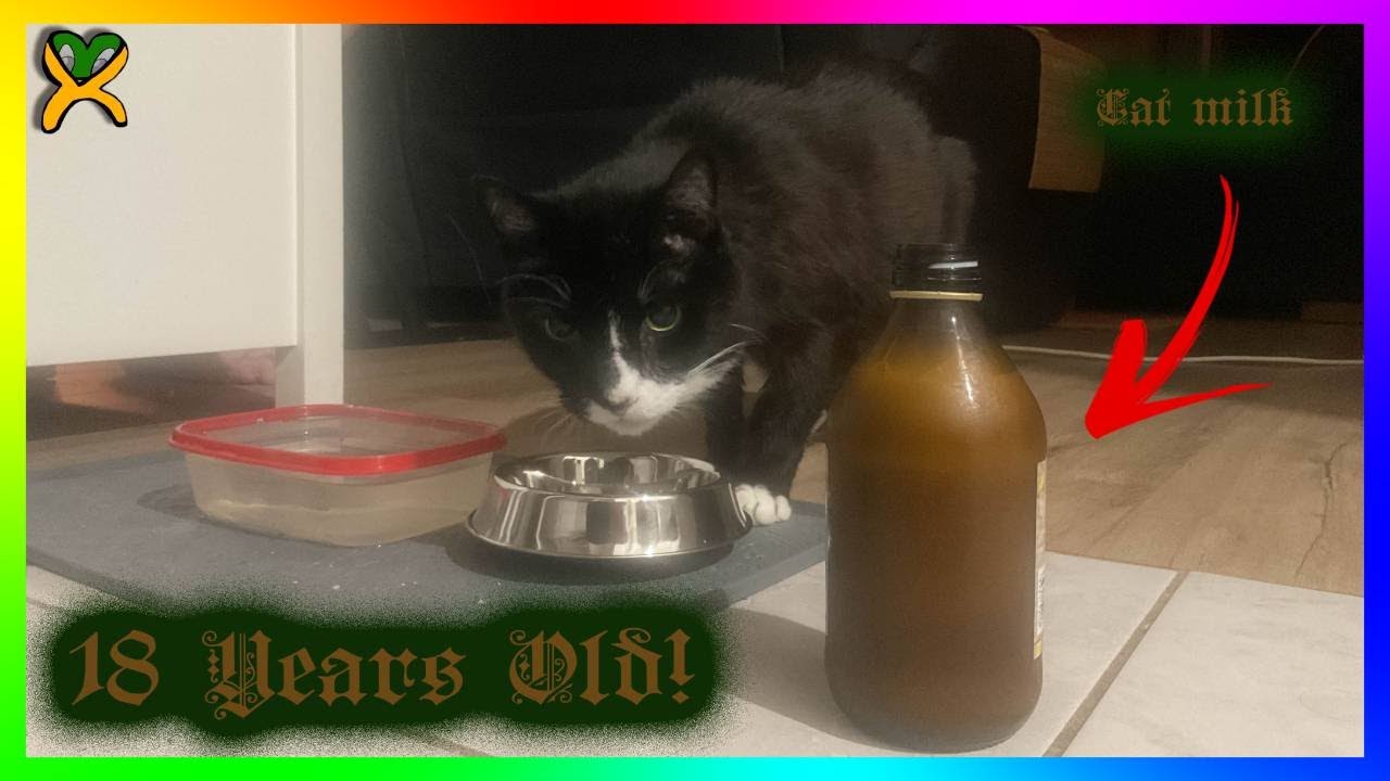 Our Cat is Now Old Enough to Drink!