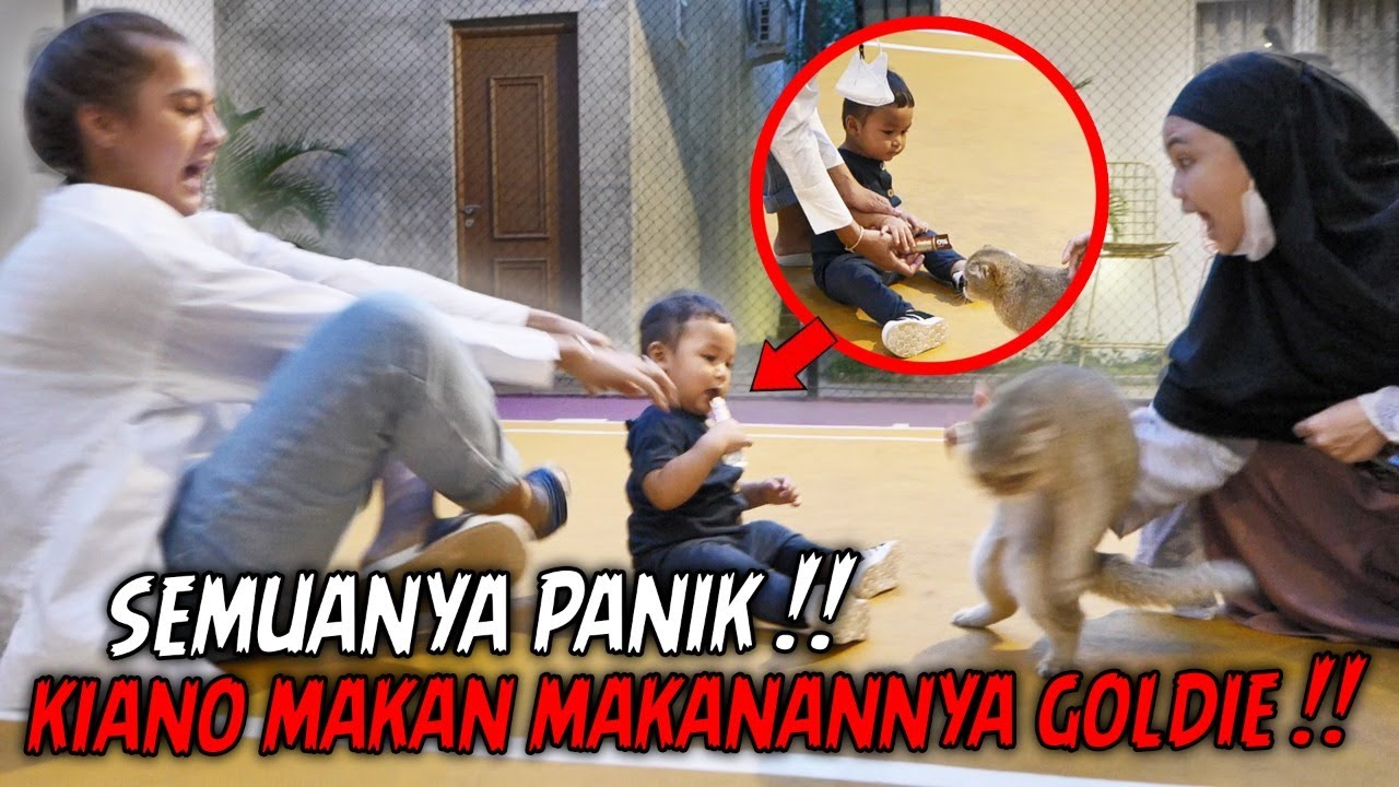 DENGAN POLOSNYA, DIMAKAN MAKANAN GOLDIE SAMA KIANO ..