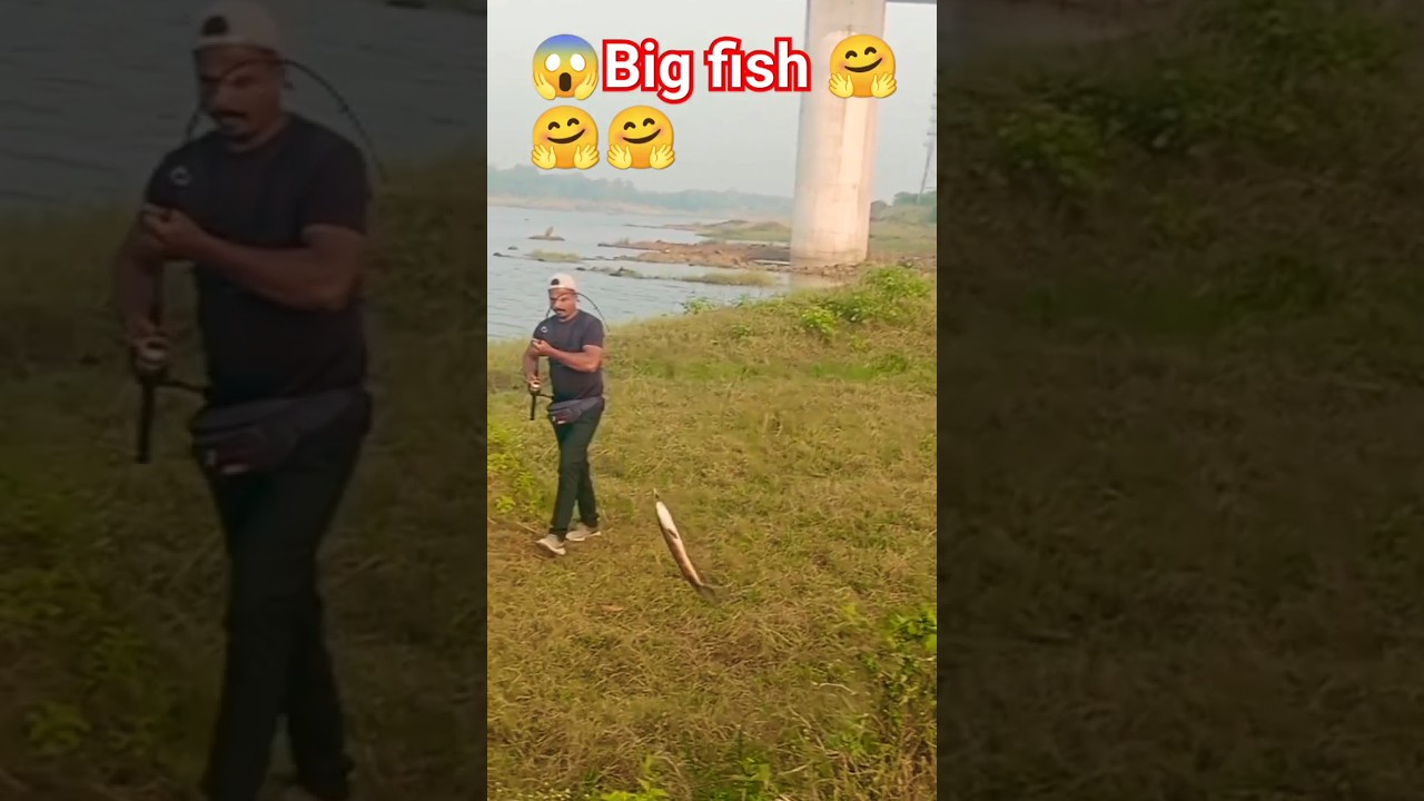 Murrel 🐟Fish Hunting💯 #fishingbite #fishing #murrel #shortvideo