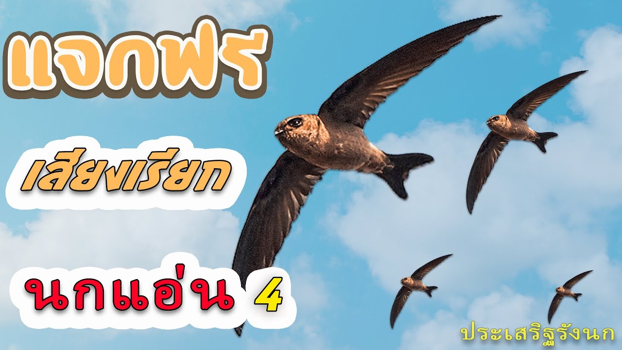 แจกฟรีเสียงเรียกนกแอ่น 4 (เสียงนอกดึงนก)