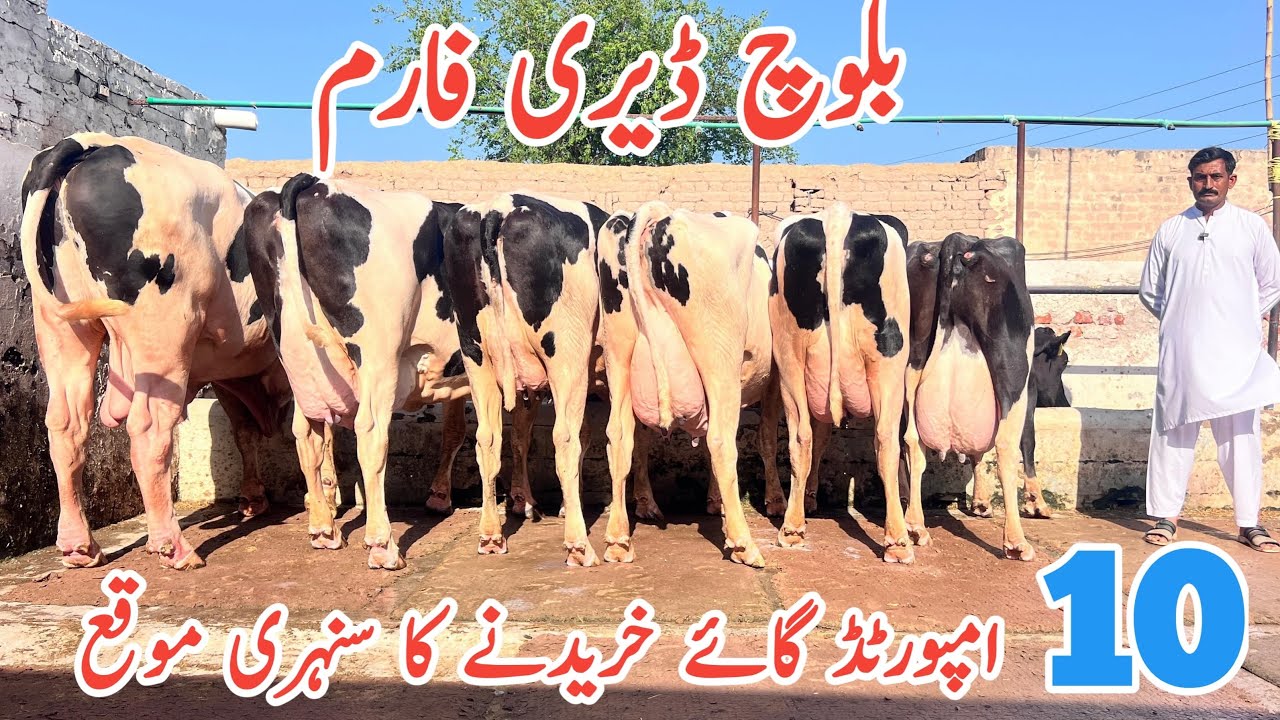 Baloch Dairy Farm | imported Cows & HF Jersey cows #janibest 