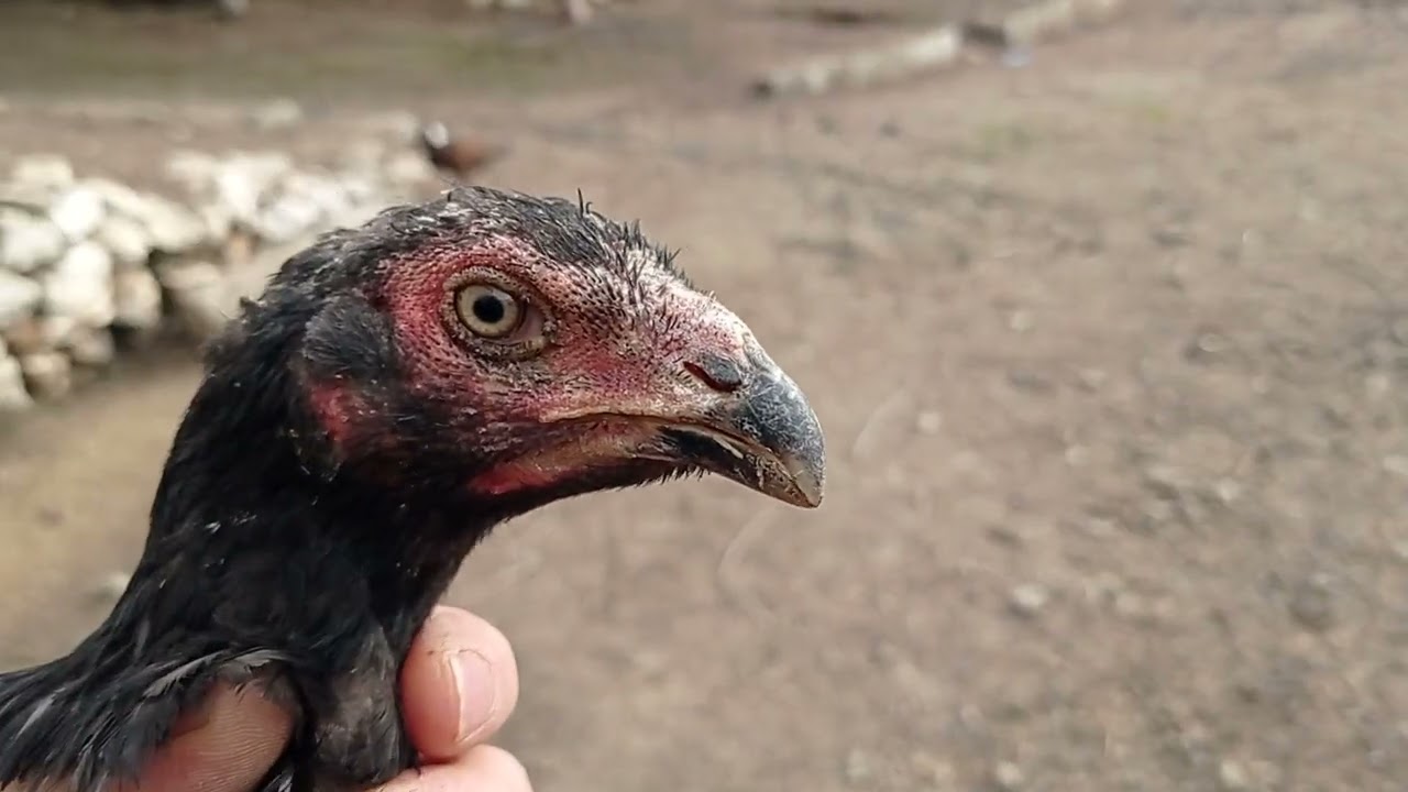 Yavruların harika görünümü paşa ve asinin son durumu 