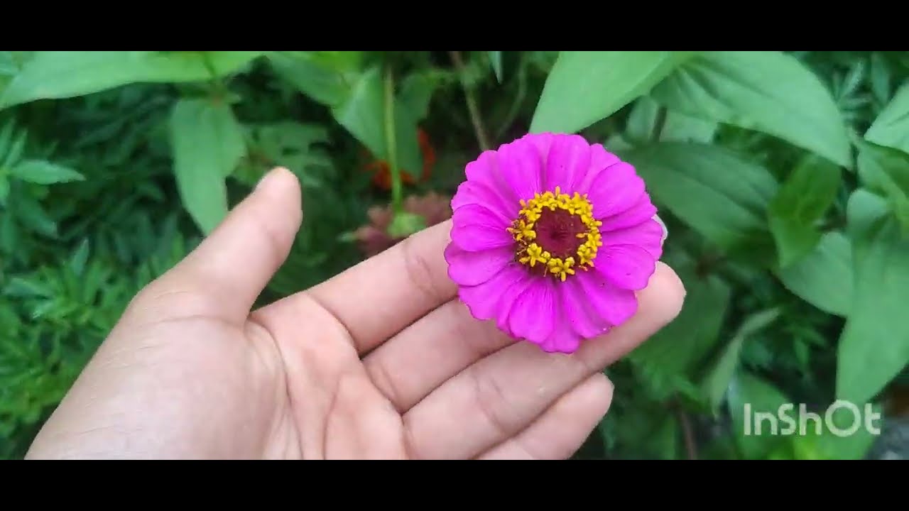 mostrando um pouco do jardim