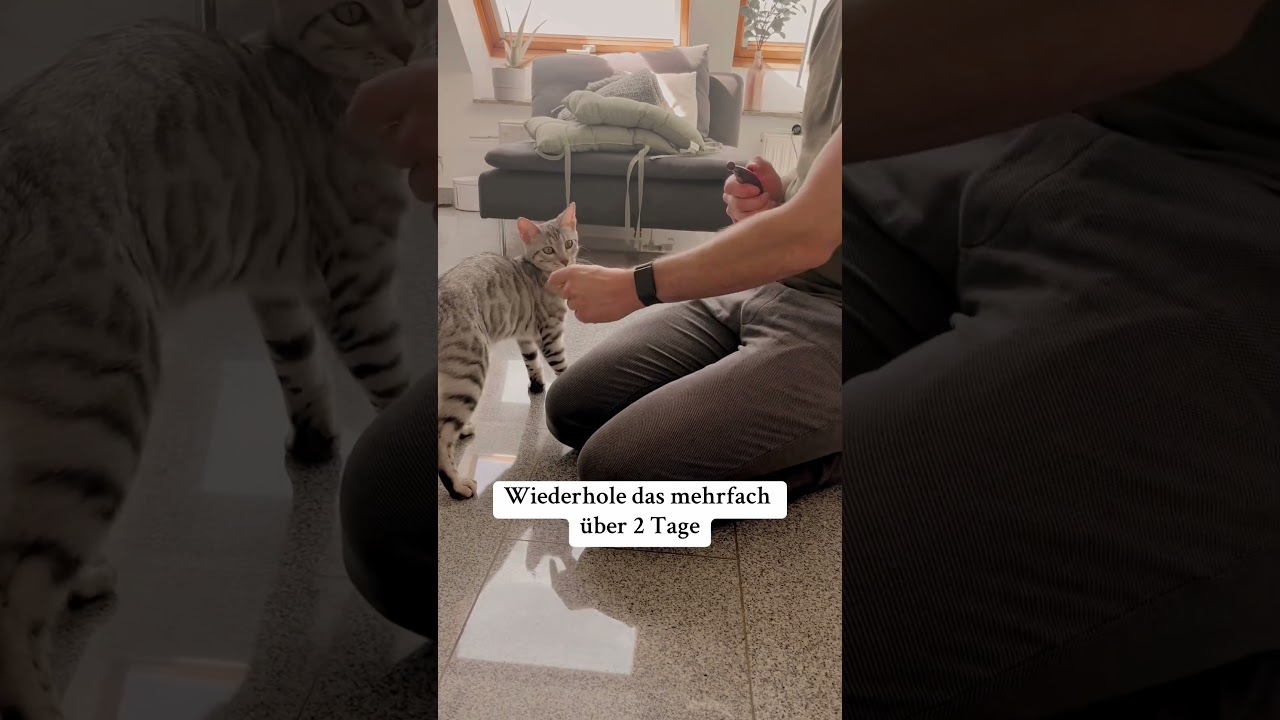 So konditionierst du deine Katze auf den Clicker #clickertraining #katze #bengalcat