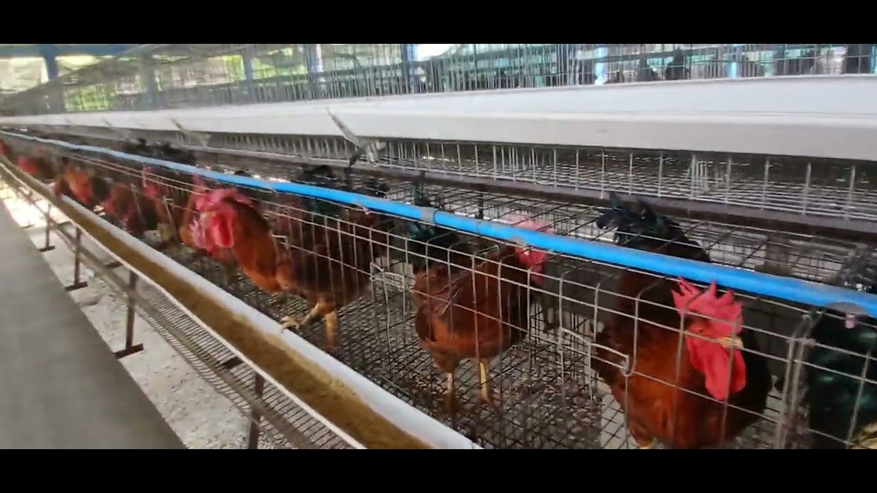 RAINBOW ROOSTER 🐓 LEI TUR KAN NEI E..KEINI BAKA TLAWM HI MIZORAM AN AWM KHER LO ANG MINLO DAWR RU