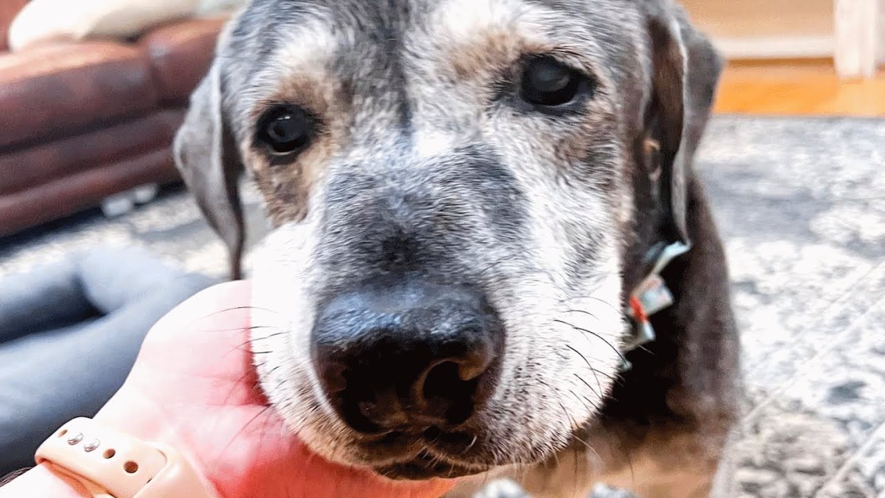 Someone left this deaf senior dog at the shelter. A family gave her another chance.