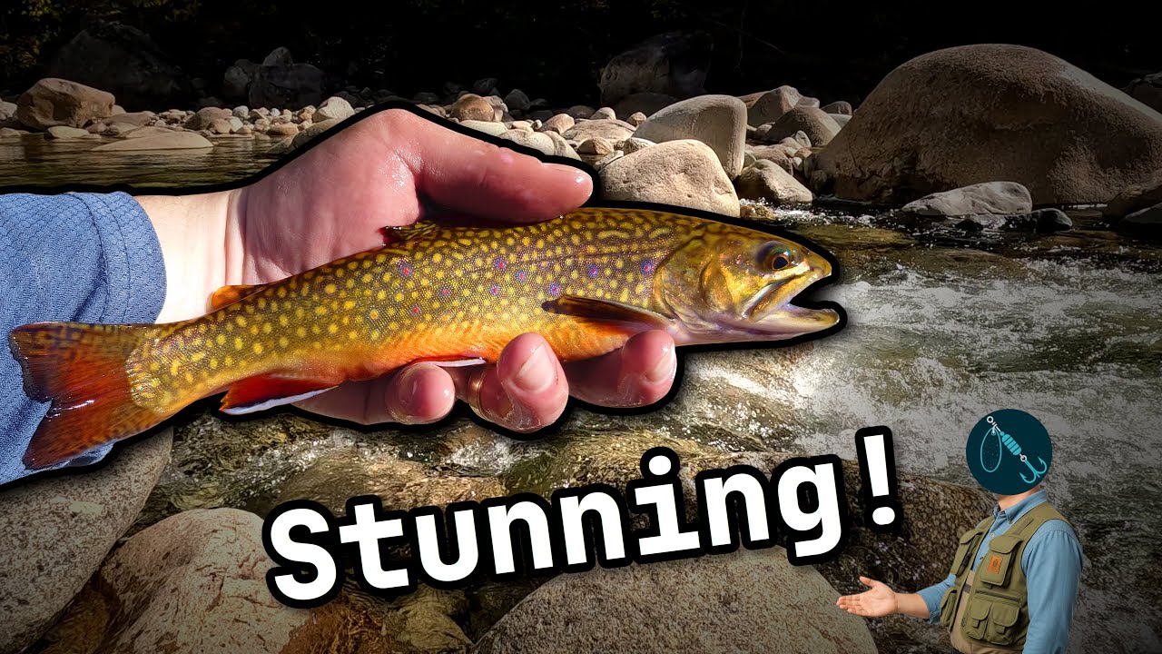 Mountain Stream Fishing for GORGEOUS Trout!