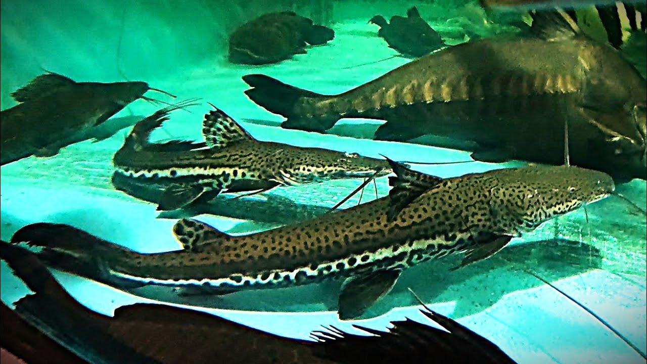 2x Firewood catfish go to 4500 gal. From 3 to ~27 inches in 9 months. 2.7in/7cm per month.
