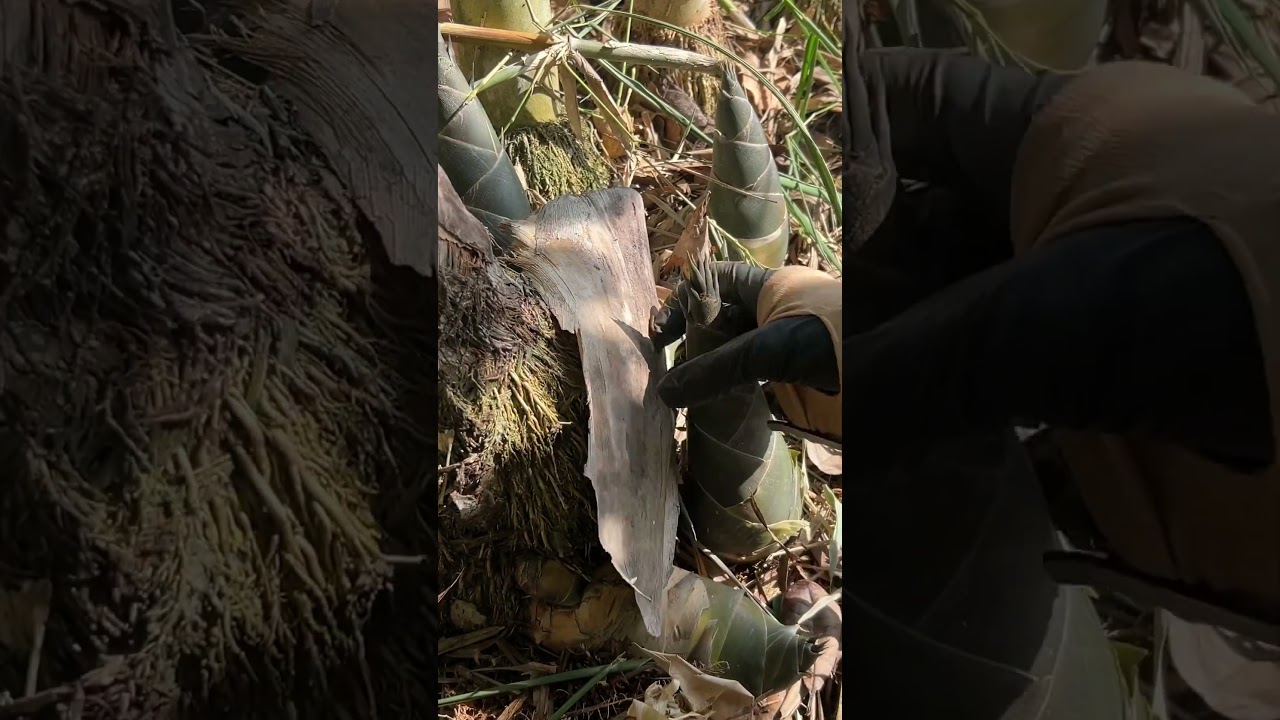 Satisfying Bamboo Shoot Harvest Sounds | ASMR Forest Experience