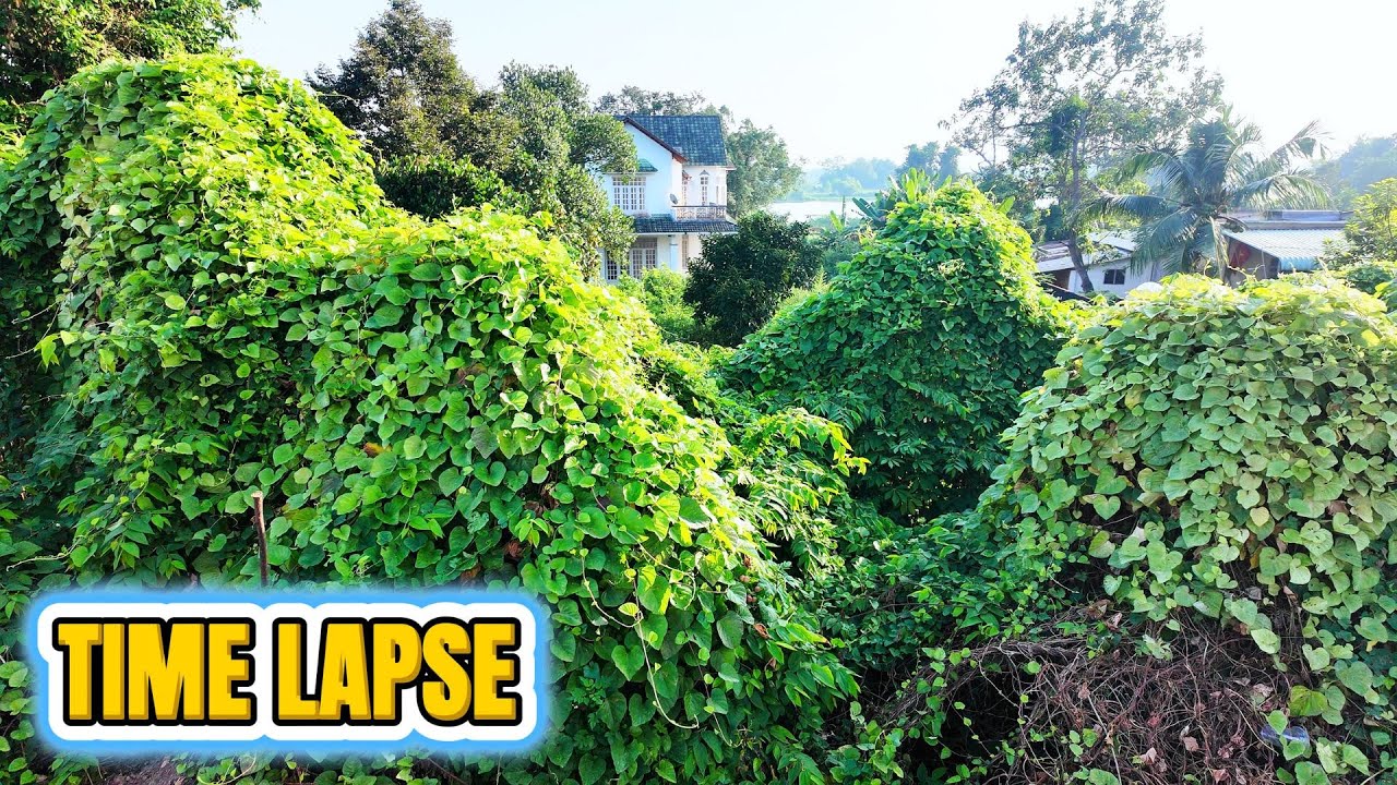 TIME LAPSE - 60 Days of Transformation: Three Abandoned Houses Turned into Forests