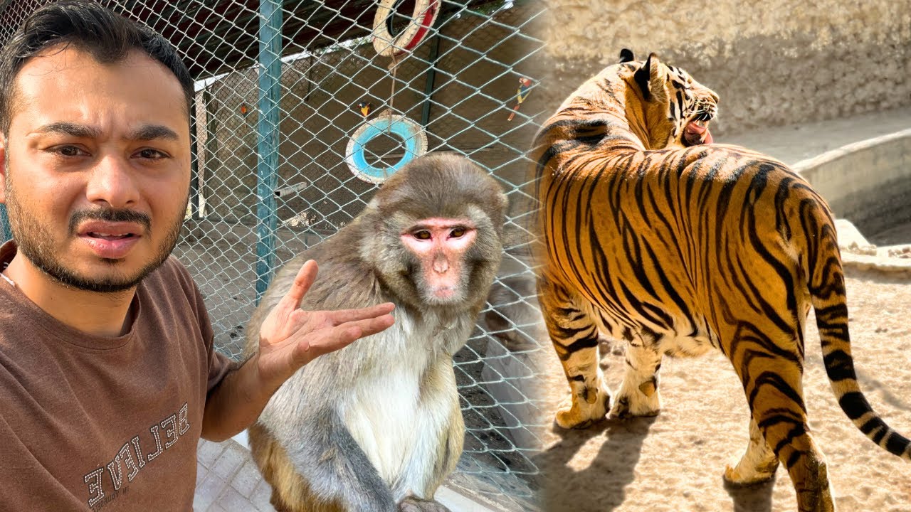 Monkey chutki kuch or Nikli 🧐 Tiger ka name rakh lya