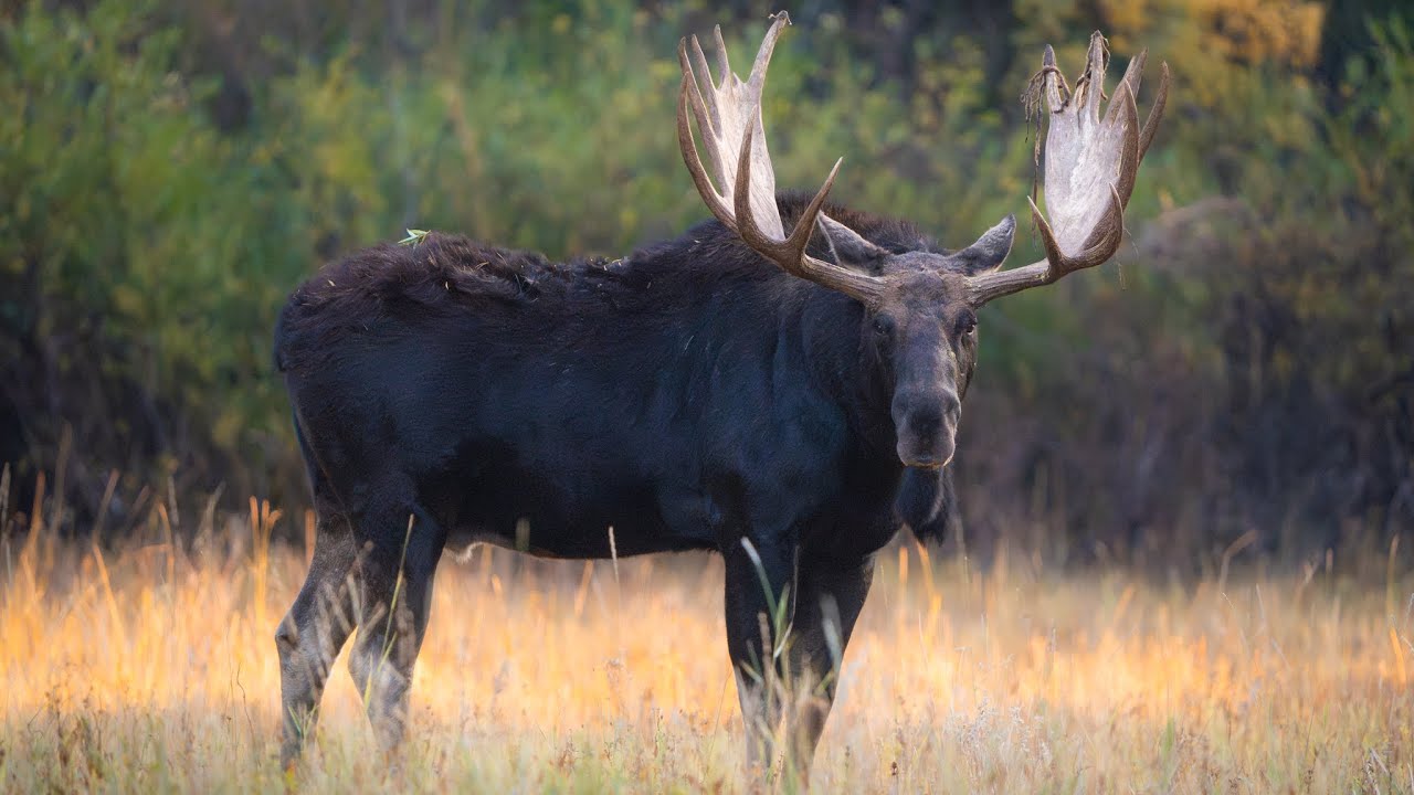MASSIVE Bull Moose Rutting Behavior: Raking, Digging, Grunting