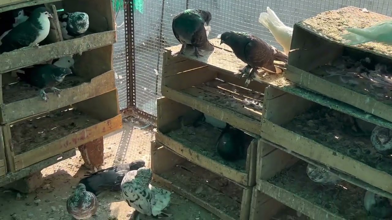 हमारे कोन से कबूतर ने अंडे दिये #shortvideo #viral #youtubeshorts 