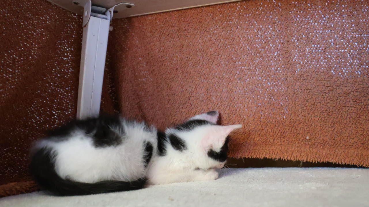 遊ぶ子猫　250625