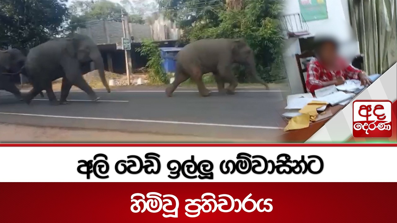 අලි වෙඩි ඉල්ලූ ගම්වාසීන්ට හිමිවූ ප්‍රතිචාරය | Ada Derana