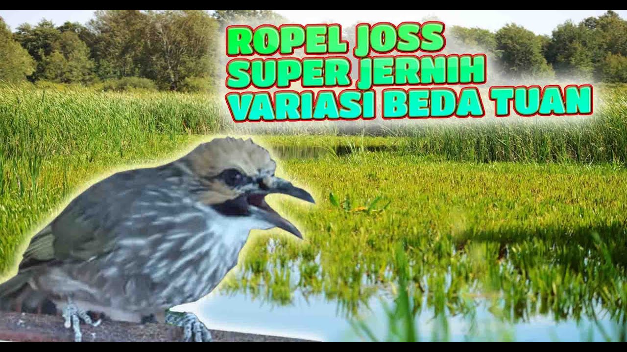 Suara Burung Cucak Rawa Gacor Ropel - Masteran Cucak Rawa, Kacer dan Trucukan